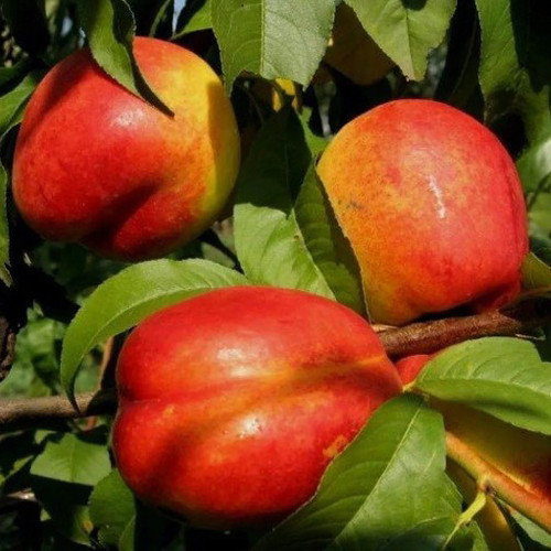 Саджанці колоновидного нектарину Рубіс (привитий) - 1-річний Чернівці - фото 1