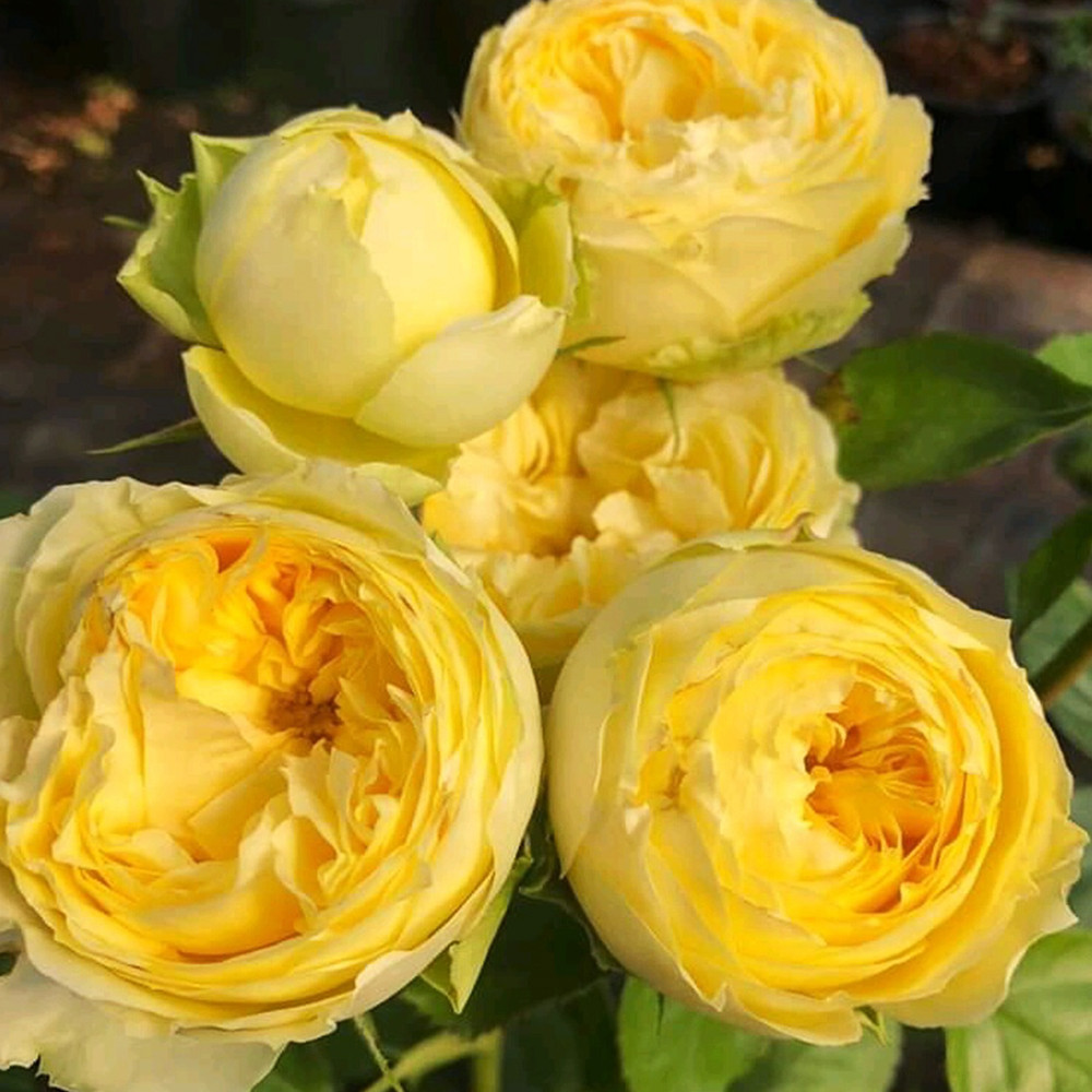 Саженцы чайно-гибридных роз Лемон Помпон (привитый) Черновцы - изображение 1