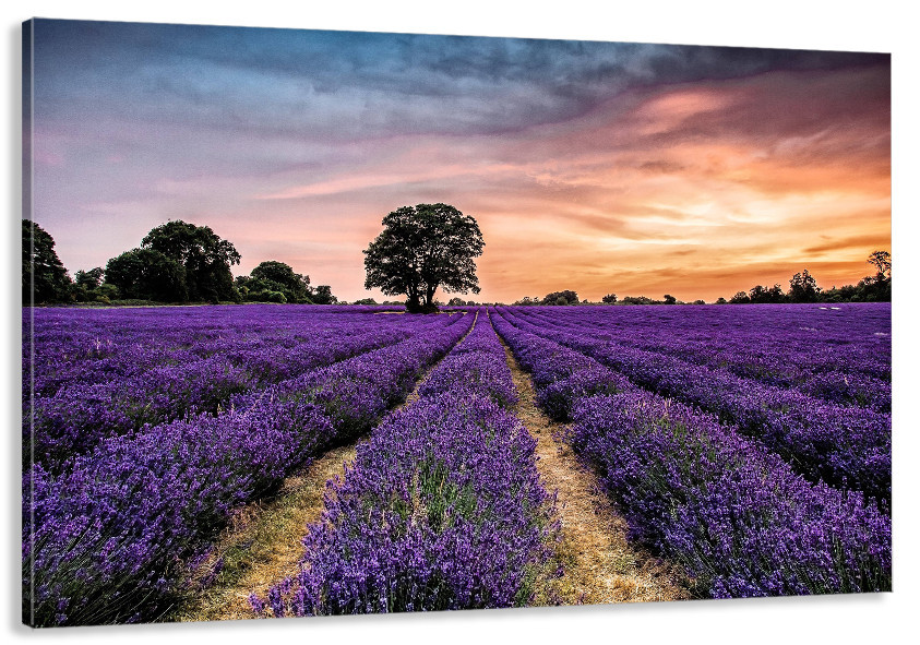 Картина холст в гостиную / спальню Лаванда  MLP_86 40x80 см Киев - изображение 1