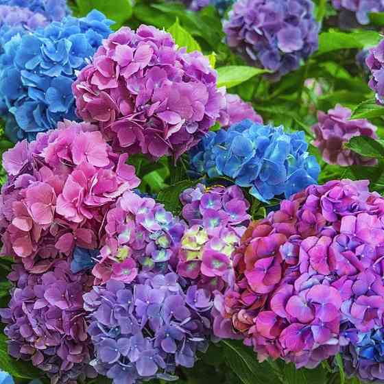 Саджанці гортензії Хамелеон (черенкований) - 2-річний Чернівці