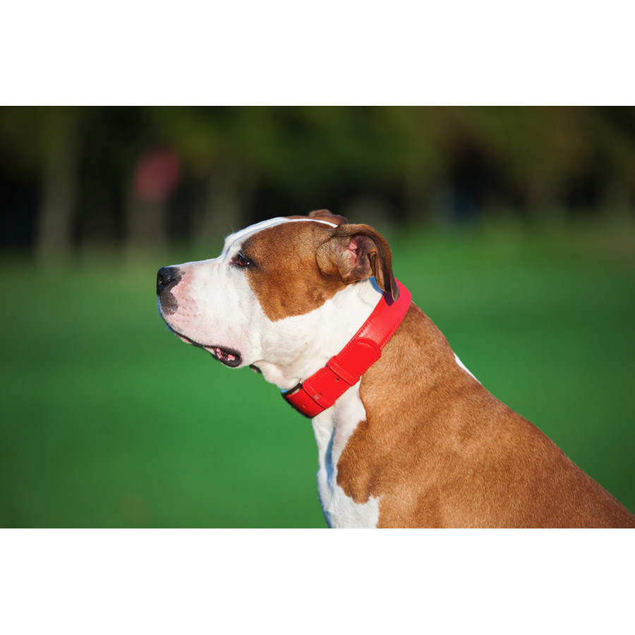 Нашийник для собак шкіряний WAUDOG Glamour з QR паспортом, без прикрас, L, Ш 25 мм, Дов 38-49 с Коломыя - изображение 7