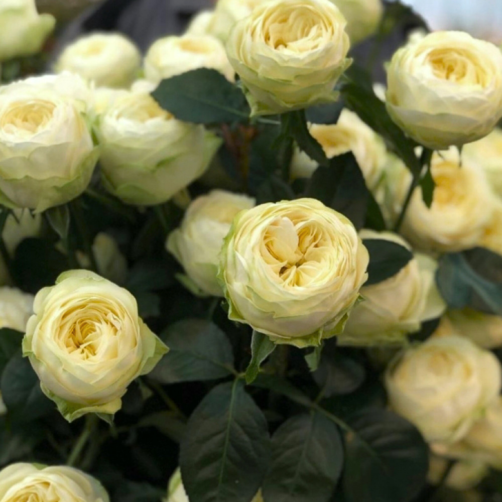 Саженцы чайно-гибридных роз Пур Блонд (привитый) Черновцы - изображение 3