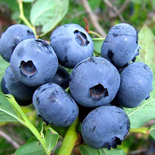 Саженцы голубики Сиера (черенкованный) - 3-летний Черновцы - изображение 1