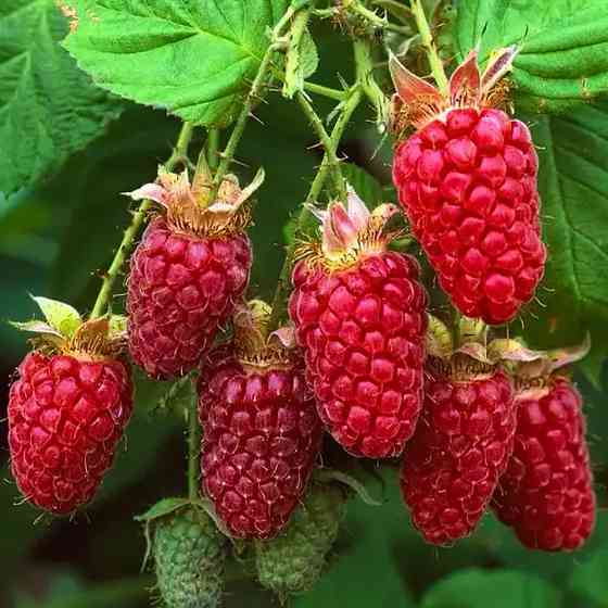 Саджанці малини Примара Чернівці