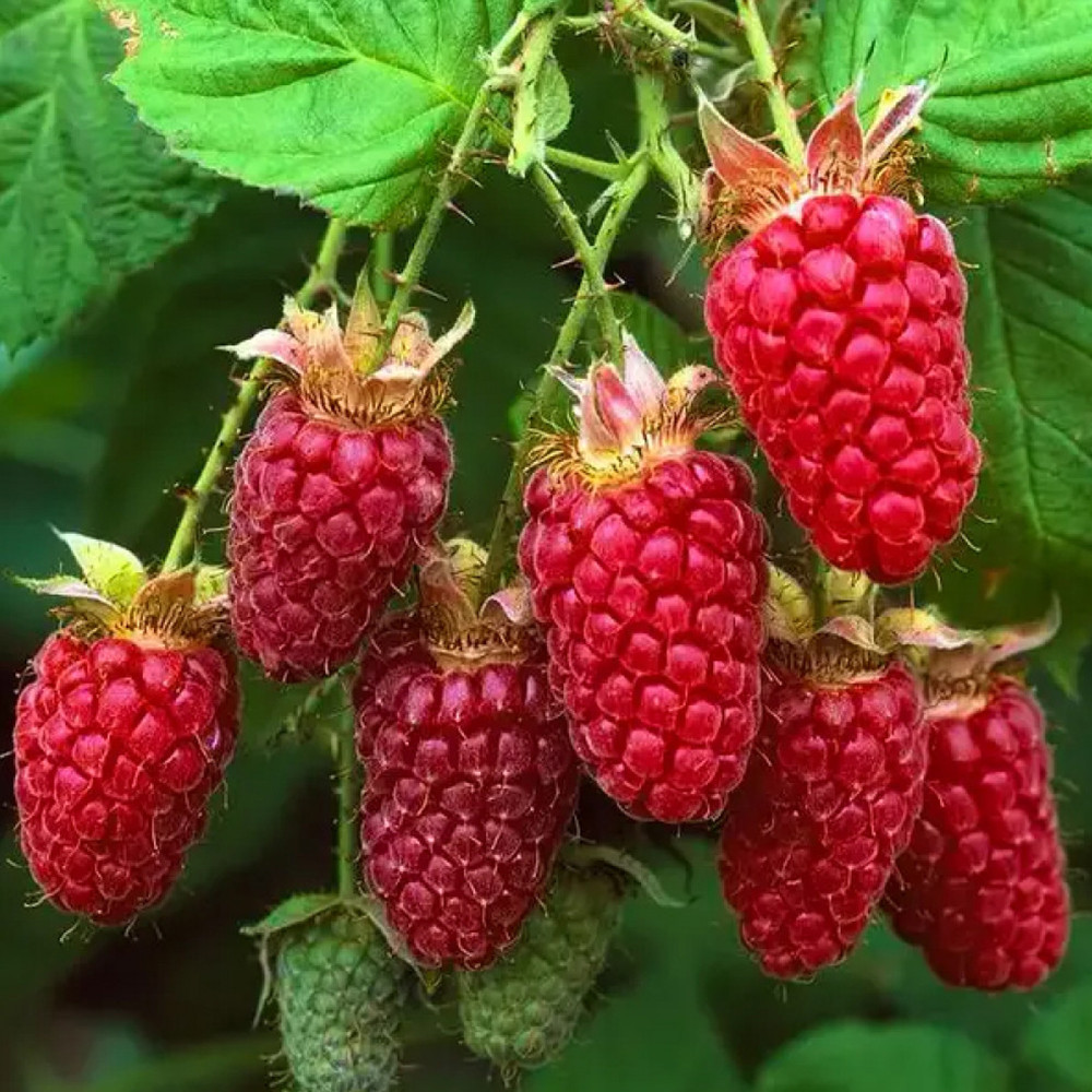 Саджанці малини Примара Чернівці - фото 3