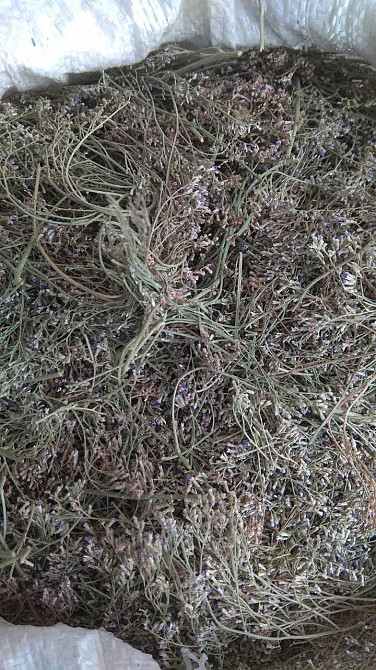 Кермек (трава), 100г. MasterSEM Киев - изображение 1