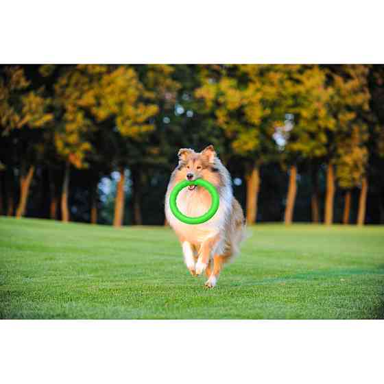 Кільце для апортировки PitchDog30, діаметр 28 см, салатовий Коломия