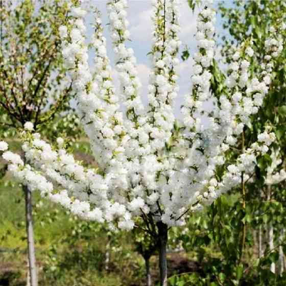 Саженцы декоративного миндаля на штамбе Белый Цветущий (привитый) Черновцы