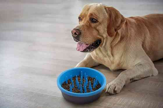 Миска силіконова для повільного годування собак Dexas Slow Feeder Dog Bowl (Дексас Слоу Фід) Запоріжжя