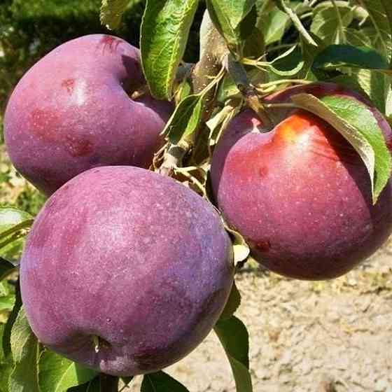 Саджанці яблуні Вільямс Прайд (привитий) - 2-річний Чернівці