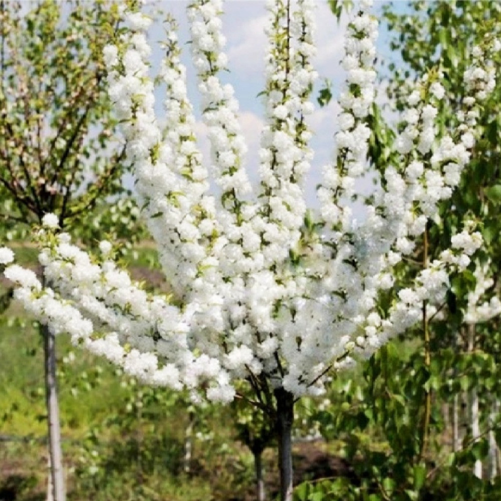 Саджанці декоративного мигдалю на штамбі Білий Квітучий (привитий) Чернівці - фото 1