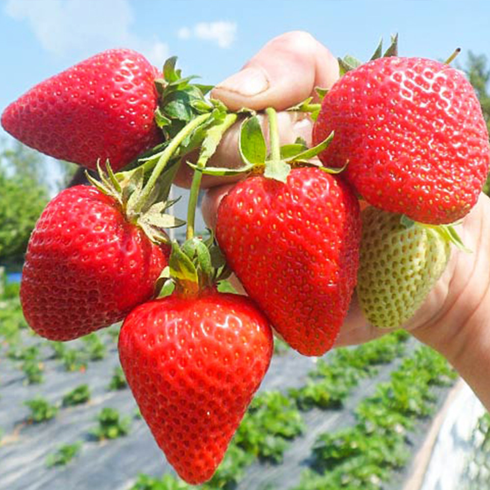 Саджанці полуниці Сан-Андреас (10 штук) (ремонтантна) Чернівці - фото 1