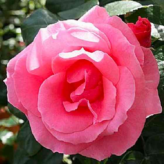 Саженцы плетистых роз Лавиния (привитый) Черновцы