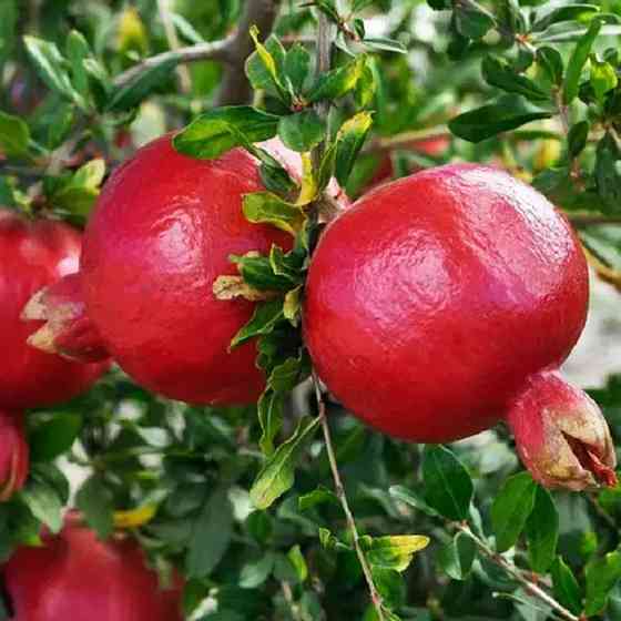 Саженцы граната Никитский Ранний (черенкованный) - 1-летний Черновцы