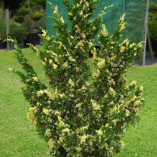 Саженцы можжевельника Кайзука Вариегата (черенкованный) - 3-летний Черновцы