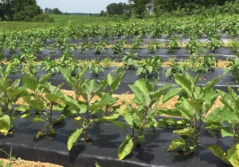 Пленка 30 мкм 0.7м*1000м черная для мульчирования почвы Днепр - изображение 8