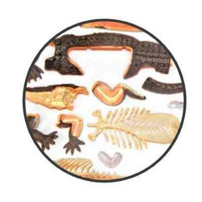 Пазл 4D Master Об&apos;ємна анатомічна модель Крокодил (FM-622034) Вінниця