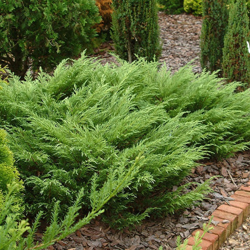 Саженцы можжевельника Садовый Камень (черенкованный) - 3-летний Черновцы - изображение 1