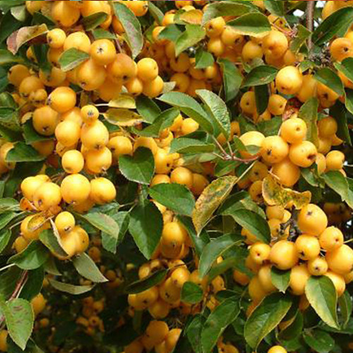 Саженцы яблони Голден Хорнет (привитый) - 2-летний Черновцы - изображение 1