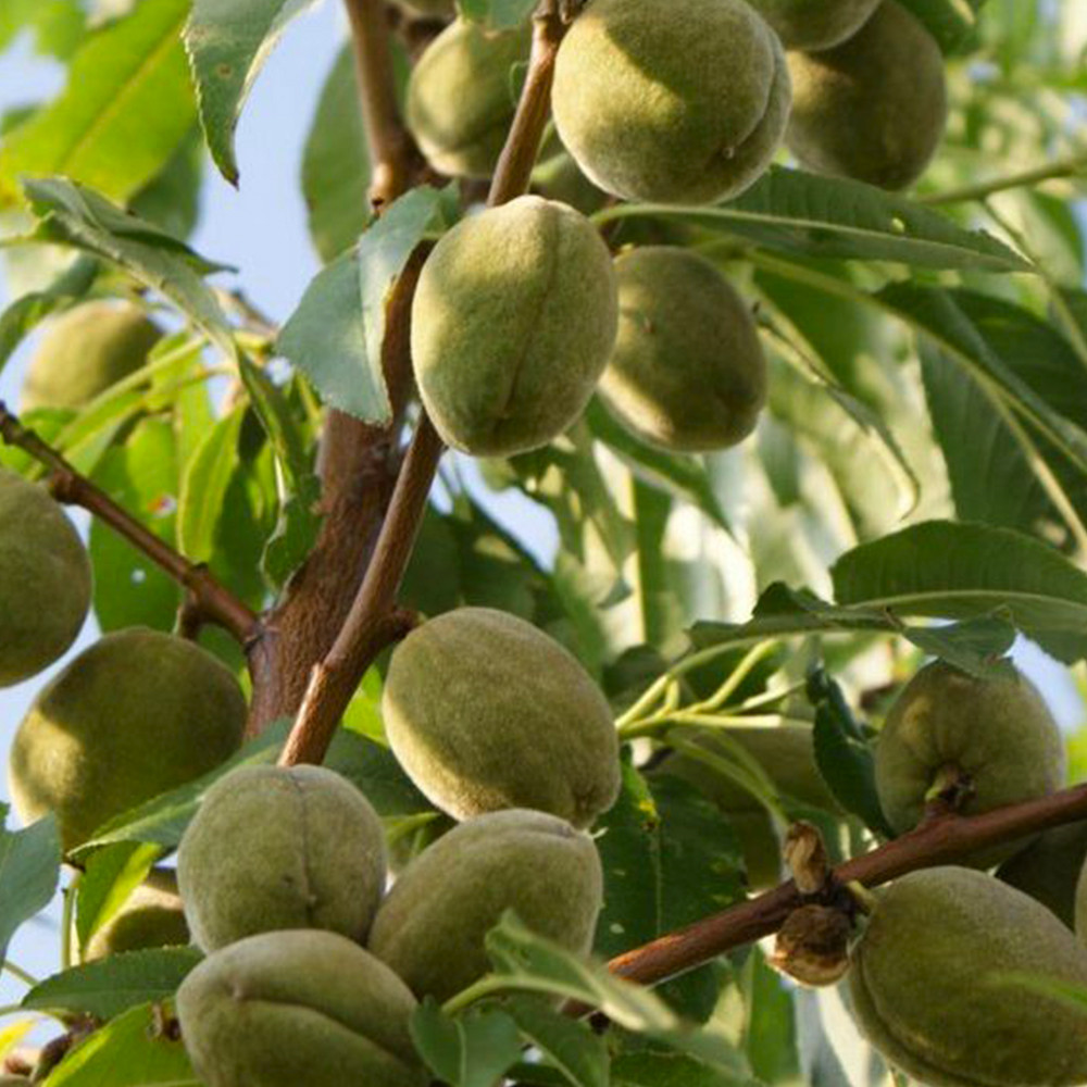 Саджанці мигдалю Туоно (привитий) - 2-річний Чернівці - фото 3