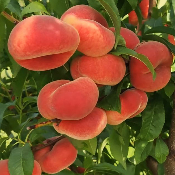 Саджанці персика Плане Сільвер (привитий) - 2-річний Чернівці - фото 1