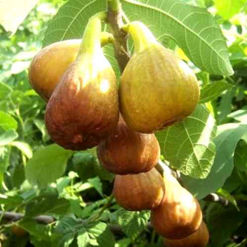 Саженцы инжира Кадота (черенкованный) - 2-летний Черновцы