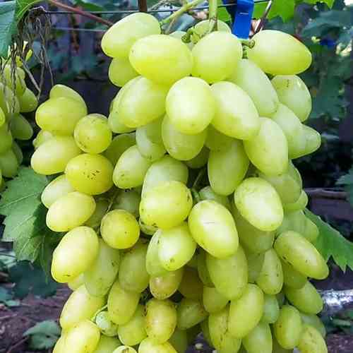 Саженцы винограда Белая Надежда (черенкованный) - 2-летний Черновцы