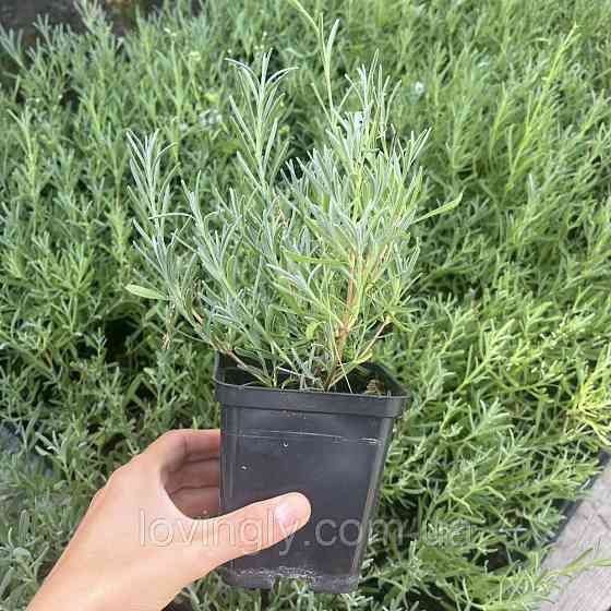 Дворічний кущик лавандину білого кольору  Едельвейс Edelweiss  діаметр до 20 см Закрита коренова система Ірпінь