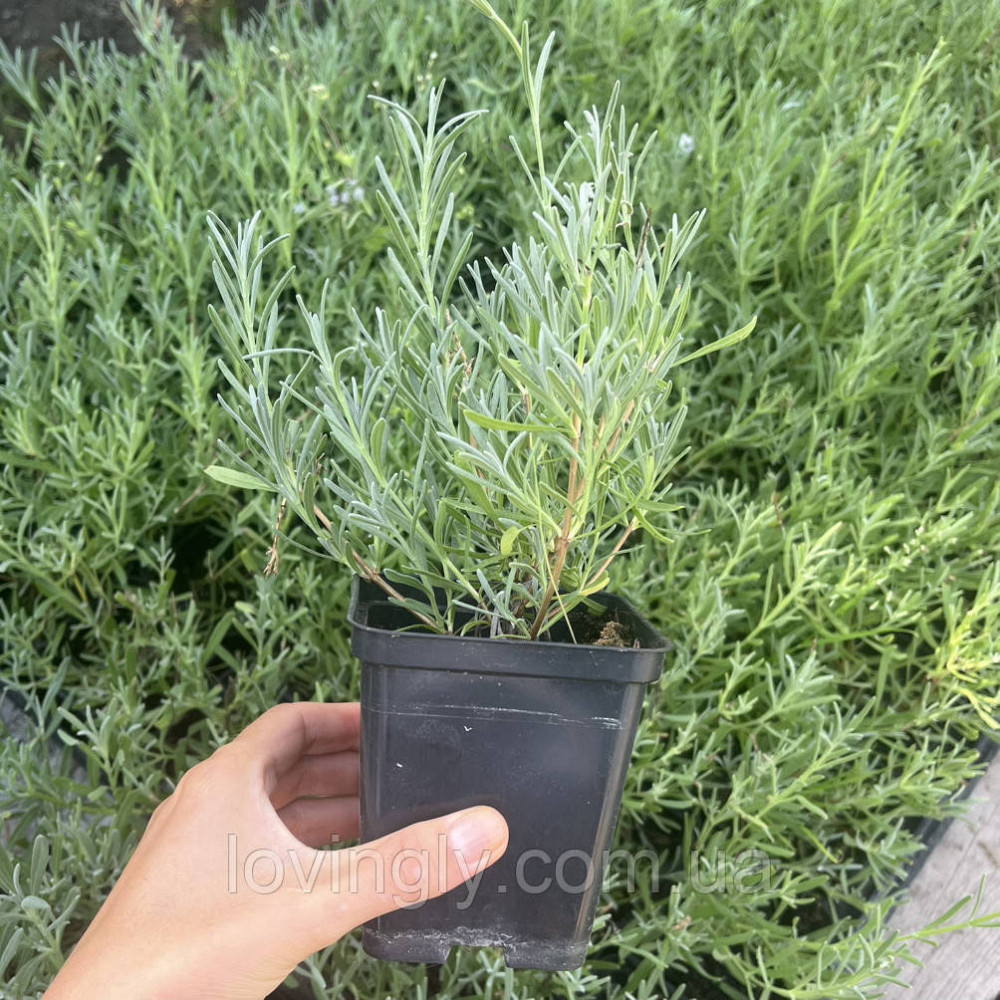 Двухлетний кустик лавандина белого цвета Эдельвейс Edelweiss диаметр до 20 см Закрита коренева система Ирпень - изображение 4