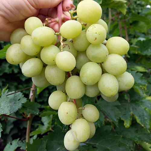 Саженцы винограда Джина (черенкованный) - 2-летний Черновцы