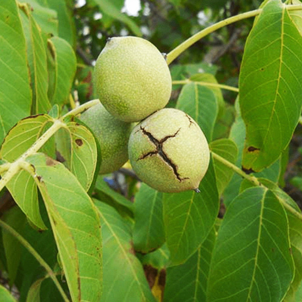 Саджанці грецького горіха Самохваловичський 2 - 2-річний Чернівці - фото 3