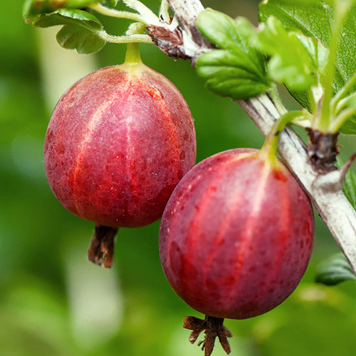 Саджанці агрусу Ласкавий (черенкований) - 1-річний Чернівці - фото 1