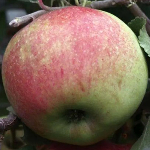 Саджанці яблуні Рамбура (привитий) - 2-річний Чернівці - фото 1