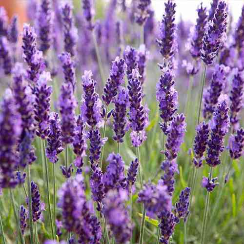 Саджанці лаванди Бузковий Туман (черенкований) - 2-річний Чернівці