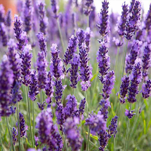 Саджанці лаванди Бузковий Туман (черенкований) - 2-річний Чернівці - фото 1