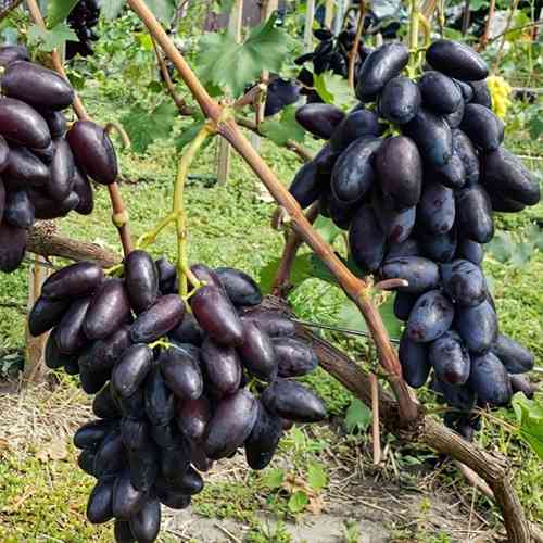 Саженцы винограда Днепровский Сувенир (черенкованный) - 2-летний Черновцы