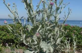 Татарник колючий 100г master sem Киев - изображение 1