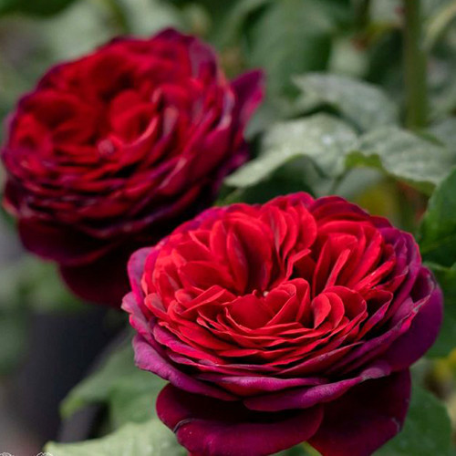 Саджанці троянд Астрід Графін фон Харденберг (привитий) - 2-річний Чернівці - фото 1