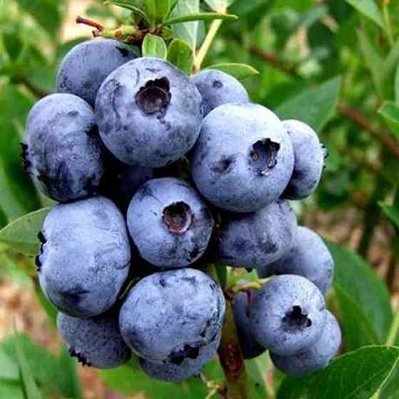 Саженцы голубики Блюджей - 2-летний Черновцы