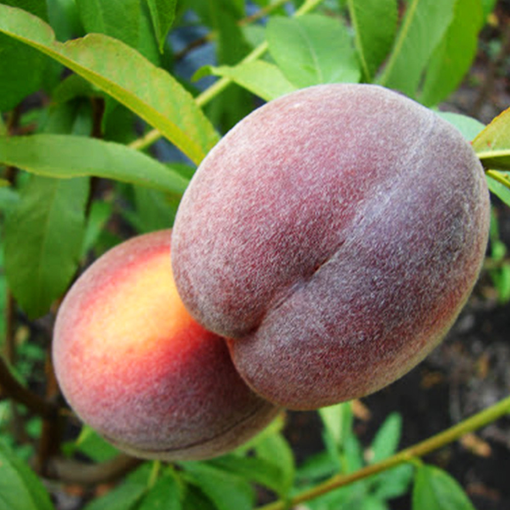 Саженцы персика Ред Робин (привитый) - 2-летний Черновцы - изображение 1