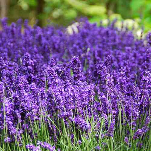 Саженцы лаванды Элизабет (черенкованный) - 1-летний Черновцы