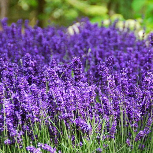 Саженцы лаванды Элизабет (черенкованный) - 1-летний Черновцы - изображение 1