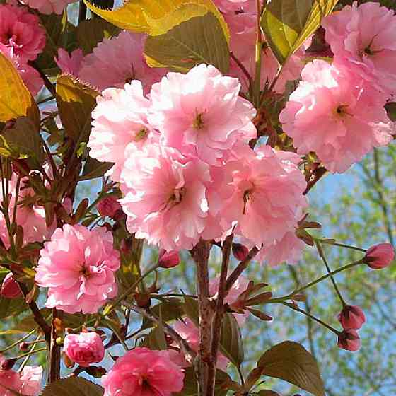 Саджанці сакури Рожева (привитий) - 2-річний Чернівці