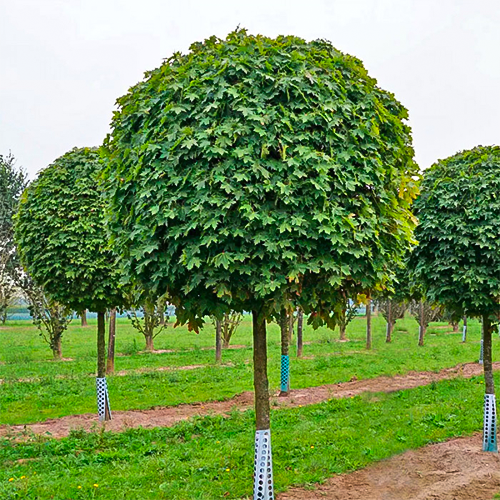 Саженцы клена на штамбе Глобоза (привитый) Черновцы - изображение 1