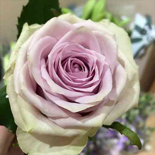 Саджанці троянд Візантія (привитий) - 2-річний Чернівці