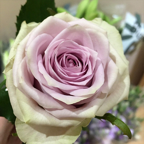 Саджанці троянд Візантія (привитий) - 2-річний Чернівці - фото 1