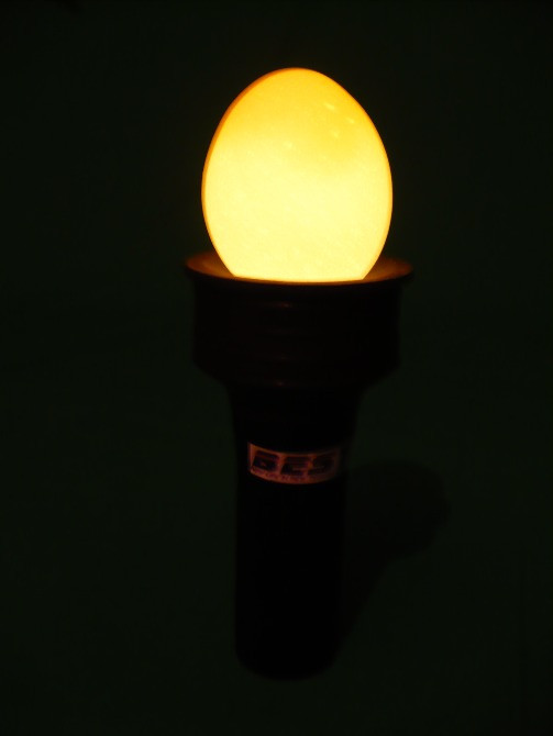 Овоскоп для яєць Бест овік Київ - фото 3