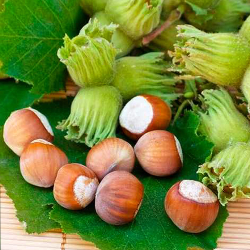 Саджанці фундука Каталонський - 3-річний Чернівці - фото 3