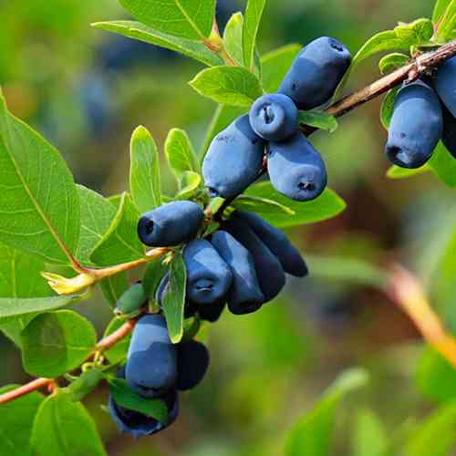 Саджанці жимолості Індіго Джем (черенкований) - 2-річний Чернівці