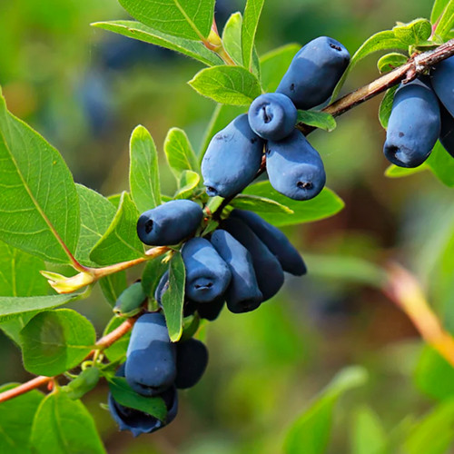 Саджанці жимолості Індіго Джем (черенкований) - 2-річний Чернівці - фото 1